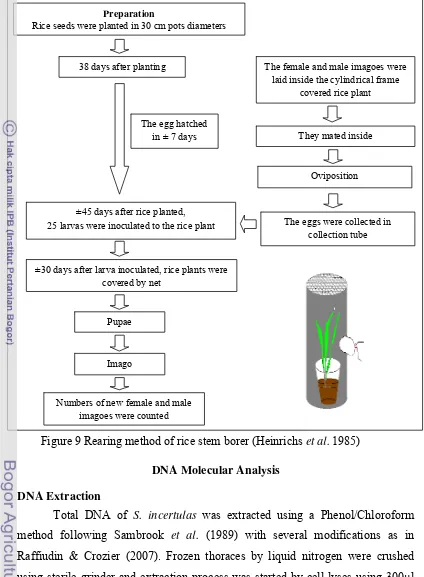 Figure 9 Rearing method of rice stem borer (Heinrichs et al. 1985) 