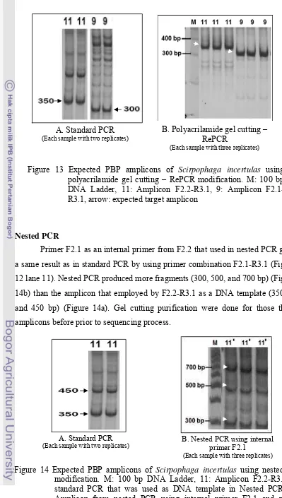 Figure 14 Expected PBP amplicons of Scirpophaga incertulas using nested PCR modification