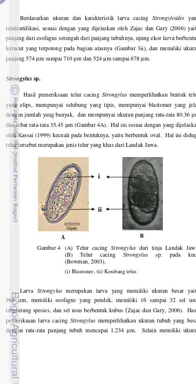Gambar 4 (A) Telur cacing Strongylus dari tinja Landak Jawa,     