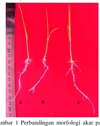 Gambar 1 Perbandingan morfologi akar padi setelah pemulihan dari cekaman 15 ppm Al : a) IR64 kontrol, b) mutan M2 sensitif Al, dan c) mutan M2 toleran Al