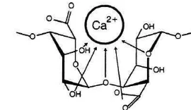 Gambar 3. Pengaruh kation Ca2+ terhadap struktur alginat (blog.khymos.org) 