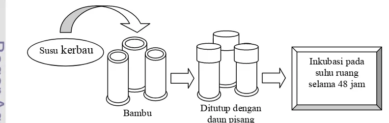 Gambar 4. Proses pembuatan dadih tradisional (Sirait 1993)  