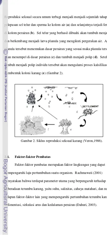 Gambar 2. Siklus reproduksi seksual karang (Veron,1986). 