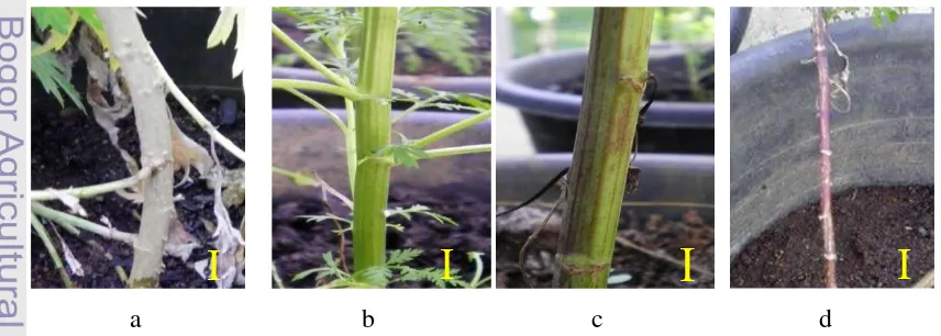 Gambar 5 Variasi warna batang pada Artemisia.  a: coklat terang, b: hijau, c: hijau 