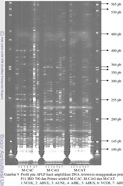 Gambar 9 Profil pita AFLP hasil amplifikasi DNA Artemisia menggunakan primer 