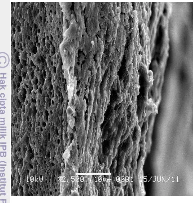 Gambar 11  Penampang lintang membran CA 