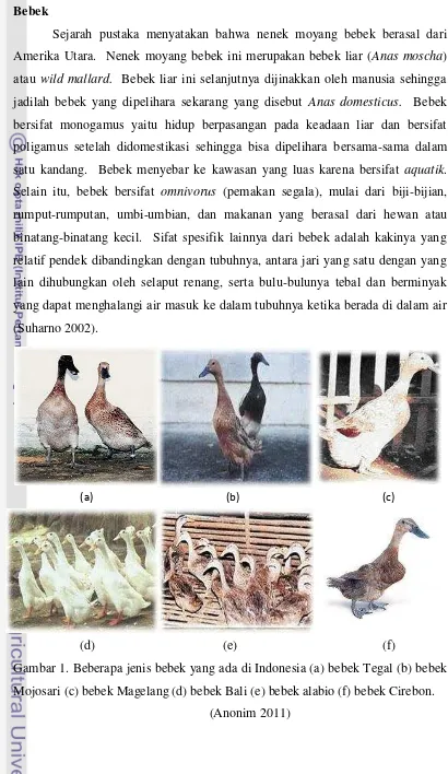 Gambar 1. Beberapa jenis bebek yang ada di Indonesia (a) bebek Tegal (b) bebek 