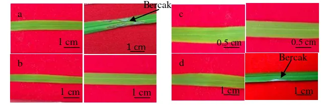 Gambar 3 Munculnya bercak pada 0 dan 7 hari setelah infeksi. (a) Kontrol tanaman peka (Kencana 