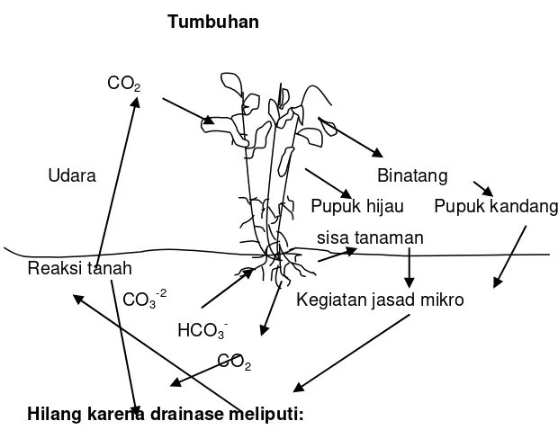 Gambar 2 Bagan peredaran karbon di dalam dan di luar tanah   (Buckman dan  Nyle, 1982) 