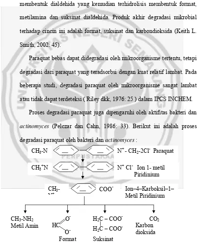 Gambar 4. Proses degradasi paraquat oleh bakteri dan actinomyces (Pelczar dan Cahn, 1986: 33)