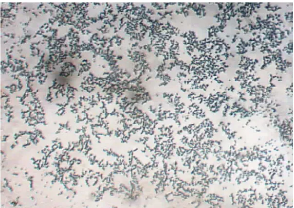 Gambar IV.6.  Bakteri Saccharomyces Cerevisae 