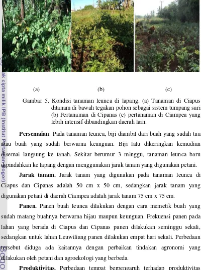 Gambar 5. Kondisi tanaman leunca di lapang. (a) Tanaman di Ciapus 