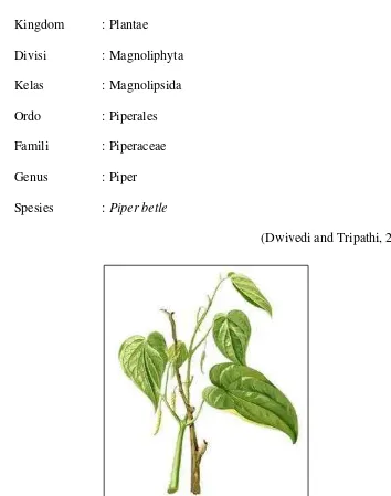 Gambar 2.1. Tanaman sirih hijau (P. betle L.) ( Dwivedi and Tripathi, 2014) 