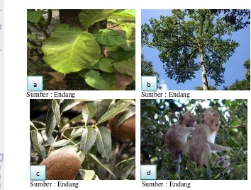 Gambar 11  (a) Jati; (b) Jabon;dan  (c) Mahoni; (d) Monyet ekor panjang. 