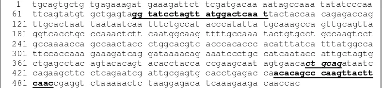 Gambar 1. Sekuen gen κ-kasein target 