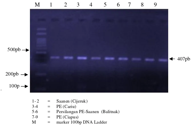 Gambar 3. Hasil pemotongan produk PCR fragmen gen κ-kasein enzim PstI  
