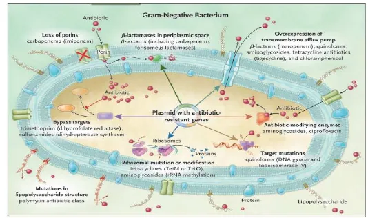 Gambar 1. Mekanisme resistensi bakteri Gram negatif terhadap beberapa antibotika 