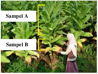 Gambar 1. Sampel daun tembakau yang digunakan sebagai bahan pengujian aktivitas antibakteri
