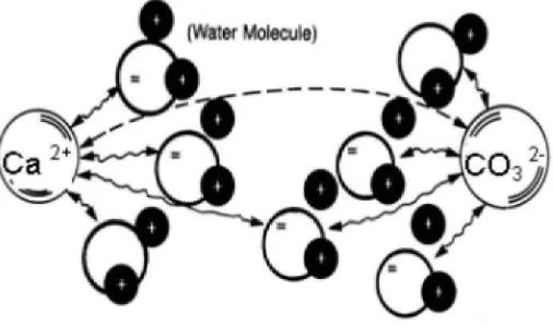 Gambar 2.2. Orientasi molekul air Terhadap ion Ca2+ dan CO32- dalam 