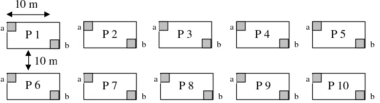 Gambar 3   Disain plot penelitian untuk analisis vegetasi berupa pohon (P1–P10; 10 m x 10 m) dan tumbuhan bawah (a dan b; 2 m x 2 m)  