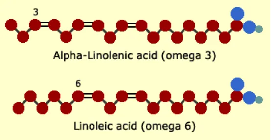 Gambar 3. Perbedaan Struktur Molekul Omega-3 dan Omega-6