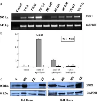 Fig.BE:of TE: Tail Body of  (c)Proteinepididymis,  qRT-PCR. byexpressionindifferentreproductivetissuesfromG-IandG-IIboarsbywesternblotting.(T:Testis,HE:Headofepididymis,                         mRNA expression   indifferent reproductive  tissues  from G-I 