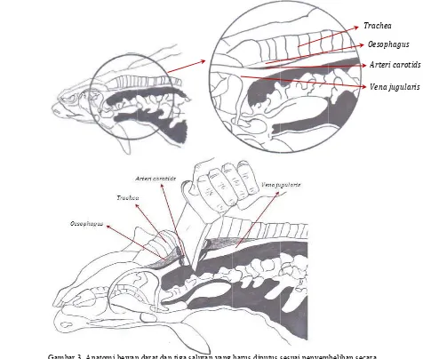 Gambar 3. AAnatomi hewann darat dan tigaIslama saluran yang m (LPPOM MUharus diputus sUI 2011) sesuai penyemmbelihan secaraa 