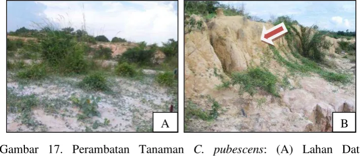 Gambar 17A menunjukkan bahwa tanaman C. pubescens dapat 