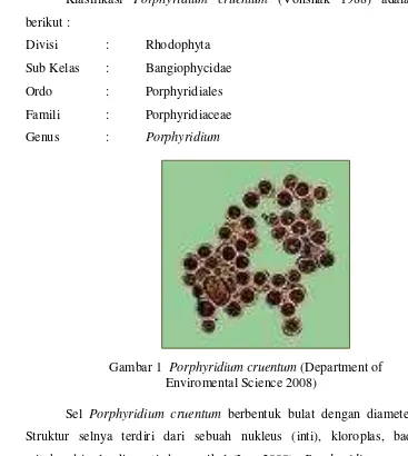 Gambar 1  Porphyridium cruentum (Department of  