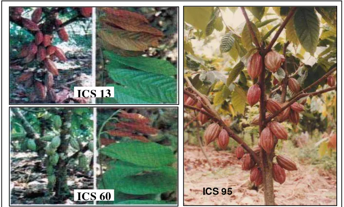 Gambar 1.  Beberapa tipe kakao Trinitario yang berkembang di Indonesia. 