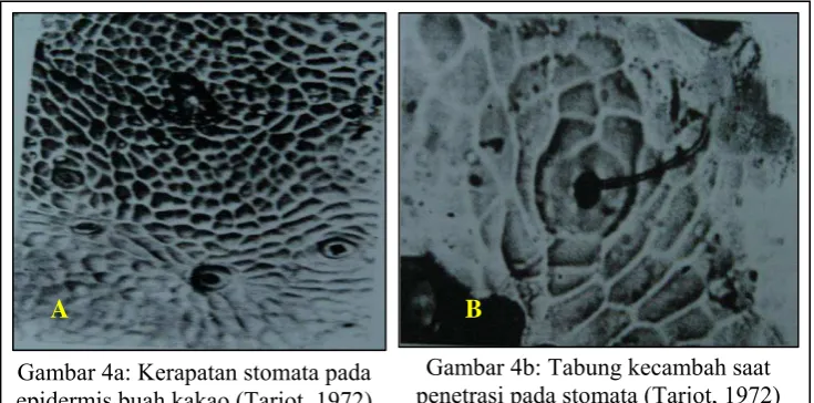 Gambar 4b: Tabung kecambah saat  