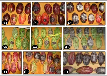 Figure 7  Variation of pathogenicity of indigenous isolates of  Phytophthora palmivora from various cacao production centers in Indonesia based on the width of necrotic symptoms on inoculated cacao pod clones GC7 (a,b,c), ICS60 (d,e,f), and TSH858 (g,h,i)