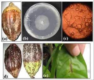 Gambar 8 Inokulasi P. palmivora pada buah dan daun kakao. (a) Buah kakao 