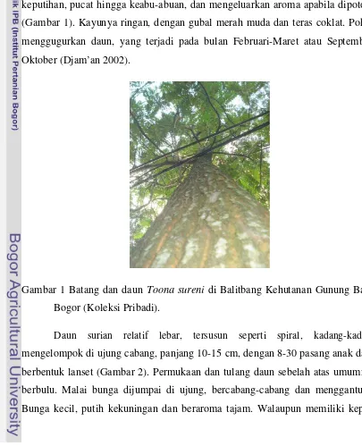 Gambar 1 Batang dan daun Toona sureni di Balitbang Kehutanan Gunung Batu, 