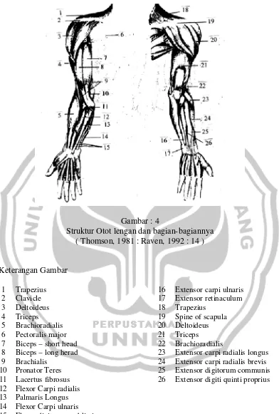 Gambar : 4 Struktur Otot lengan dan bagian-bagiannya 