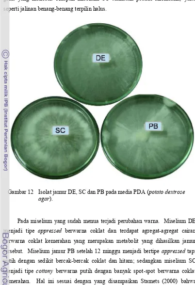 Gambar 12 Isolat jamur DE, SC dan PB pada media PDA (potato dextrose 