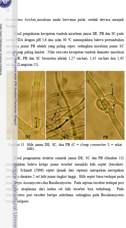 Gambar 13 Hifa jamur DE, SC, dan PB (C = clamp connection S = sekat 