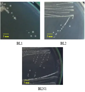 Gambar 9  Koloni isolat BL1, BL2 dan BLN1  yang  ditumbuhkan  di  permukaan                   medium  denitrifikasi  agar-agar