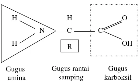 Gambar 2 Struktur umum asam amino  