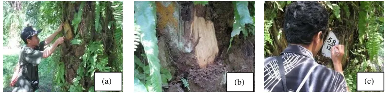 Gambar 5. Kegiatan Penomoran Pohon: (a) Pembersihan, (b) Pelepah yang Telah Dibersihkan, (c) Penomoran 