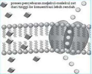 Gambar 3. Ilustrasi perpindahan molekul melalui membran sel (Anonim c 2011) 