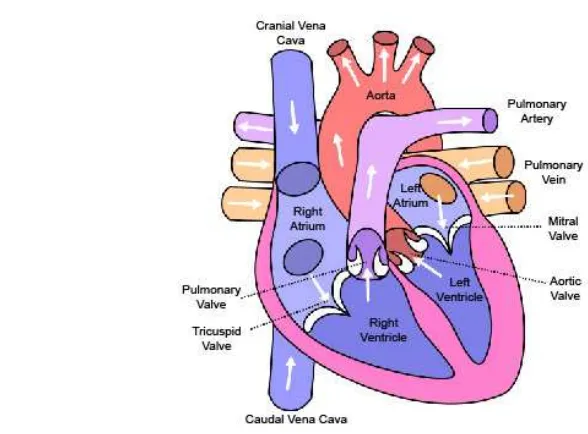 Gambar 1.  Anatomi jantung anjing (O’Grady dan O′Sullivan 2010) 