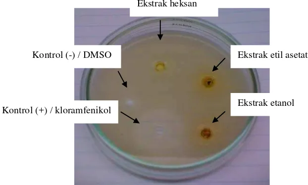 Gambar 20 menunjukkan diameter hambat berupa zona bening yang menandakan adanya penghambatan dihasilkan oleh beragam ekstrak pada bakteri uji
