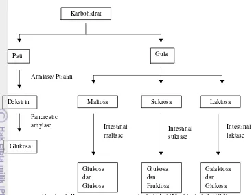 Gambar 6. Bagan proses pencernaan karbohidrat (Muchtadi et al. 1993)