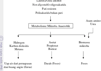 Gambar 7. Bagan proses fermentasi karbohidrat di kolon (Cummings dan Mann 2009)