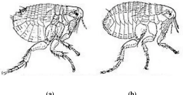 Gambar 3 Xenopsylla cheopis; (a)  jantan; (b) betina