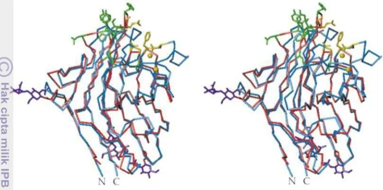 Gambar 4.  Struktur rantai karbon α unit monomer α-AI1 (merah) dan LoLI (biru) 