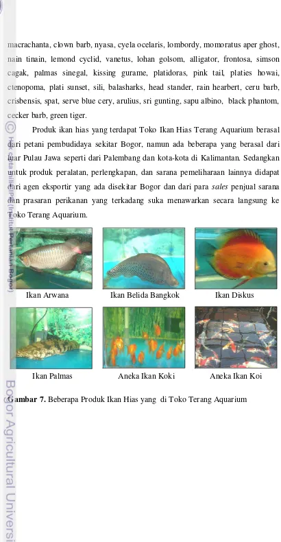 Gambar 7. Beberapa Produk Ikan Hias yang  di Toko Terang Aquarium 