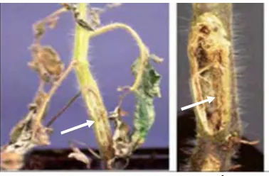 Gambar 2 Tipe gejala (tanda panah) a. & b. kanker batang tomat (Garteman et al.2003)