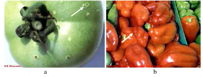 Gambar 3 Tipe gejala (tanda panah) pada buah yang terserang bakteri C.